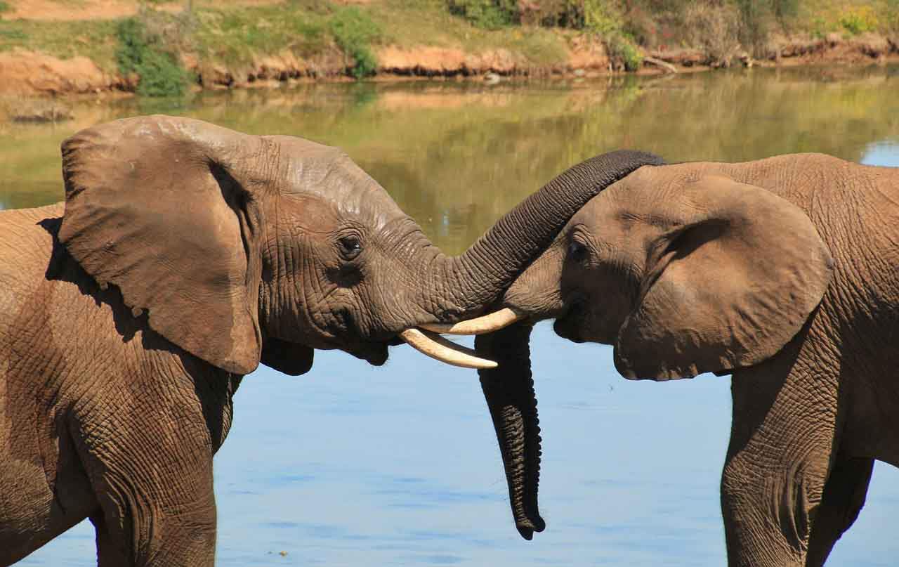 Elefantes africanos, Masai Mara National Reserve / Foto: Pixabay