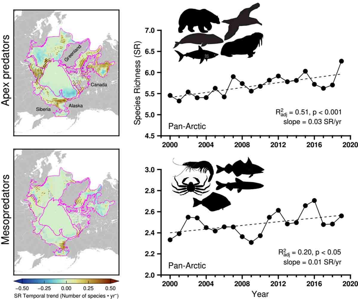 Los predadores marinos se desplazan al Ártico, consecuencias del calentamiento global / Imagen: EP Los predadores marinos se desplazan al Ártico, consecuencias del calentamiento global / Imagen: EP