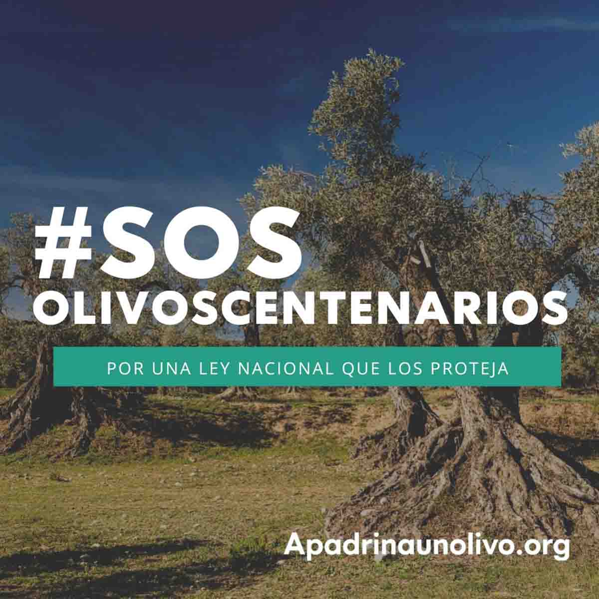 #SOSolivoscentenarios, una ley que los proteja. Proyecto Apadrinaunolivo.org / Imagen:  Apadrinaunolivo.org