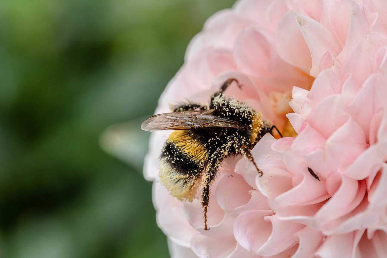Bruselas apremia a reducir el uso de pesticidas dañinos para las abejas / Foto: Pixabay