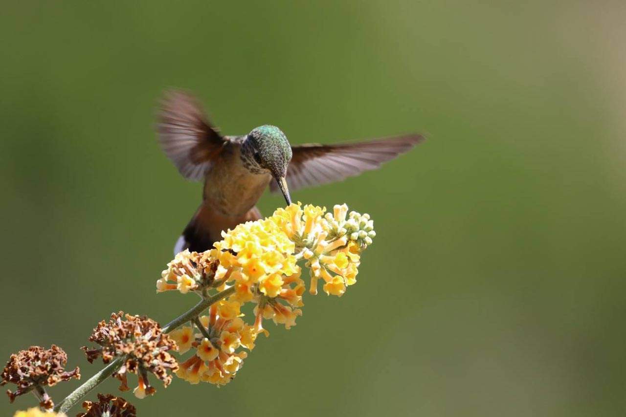 Un colibrí poliniza una flor. Pérdida de polinizadores / Foto: SINC