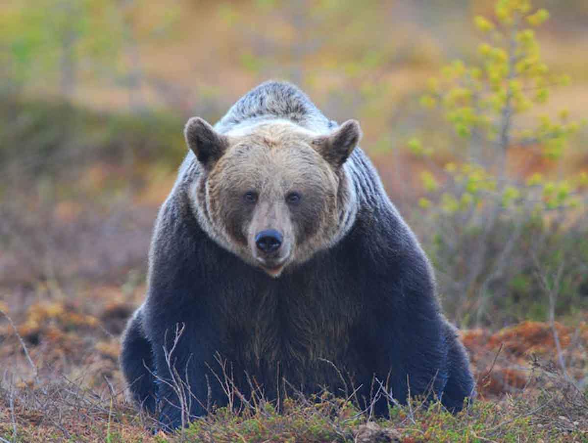 Los osos pueden llegar a utilizar múltiples formas de comunicación / Foto: Vincenzo Penteriani