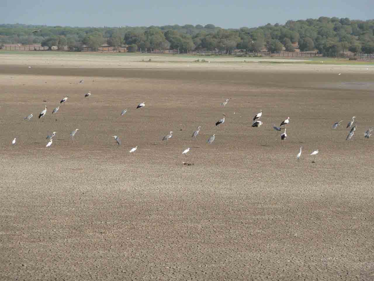 SEO/BirdLife recuerda la "grave situación" que atraviesa Doñana. Marisma de Doñana seca / Foto: SEO/BirdLife
