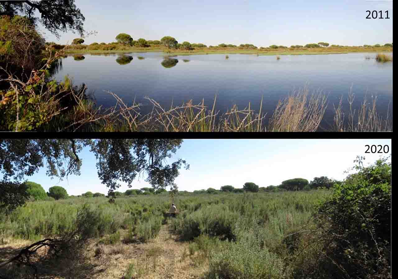 Doñana, laguna temporal desaparecida, invadida por matorral y pinos / Foto: CSIC