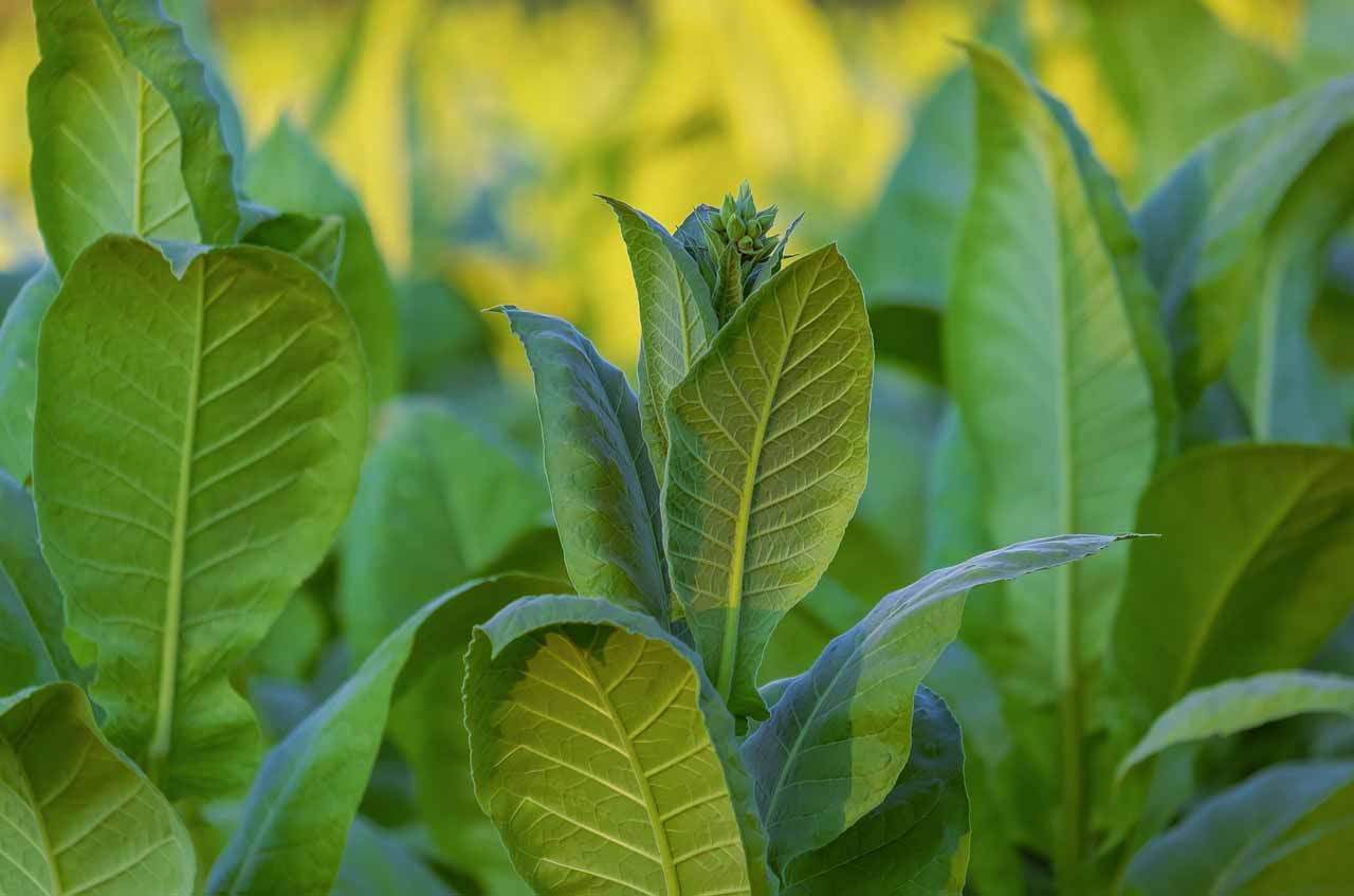 Planta del tabaco modificada genéticamente para engañar a las plagas / Foto: EP