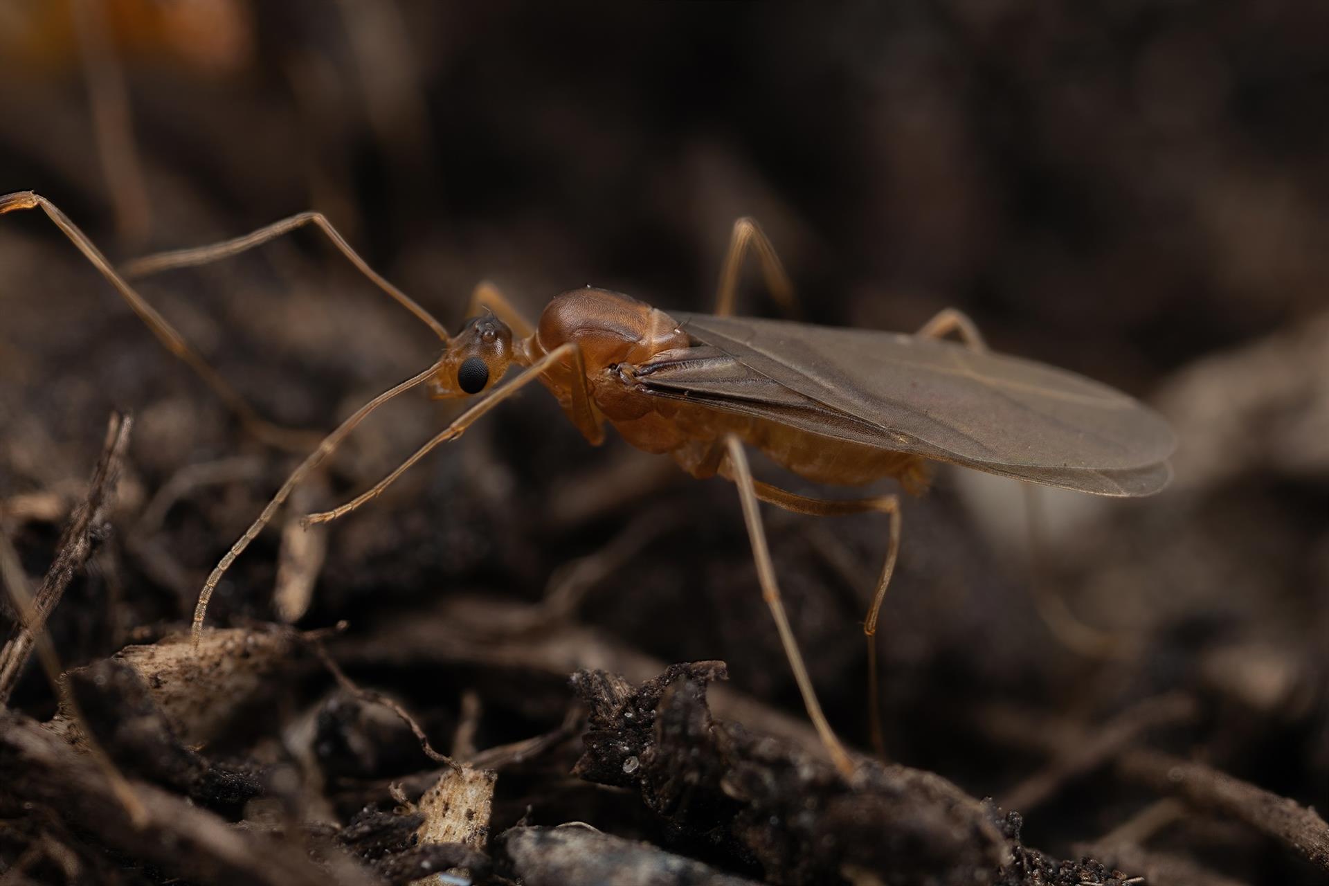 Una hormiga loca amarilla macho ('Anoplolepis gracilipes') / Foto: EP
