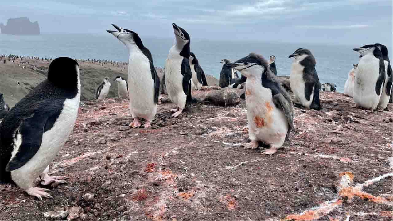 Los pingüinos cumplen un papel fundamental en el suministro de metales a las aguas del Antártico. El suelo del nido se caracteriza por el guano naranja brillante rico en hierro /Foto: Oleg Belyaev Korolev