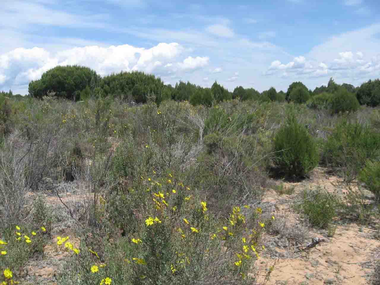 Las sequías alteran los microbios del suelo. Ejemplo de los suelos en zonas de sabinar y matorral estudiados en Doñana / Foto: Francisco Lloret