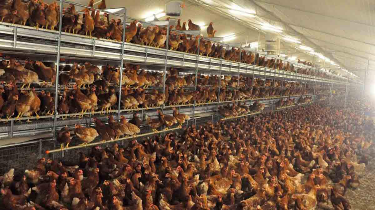OMS confirma la primera muerte por gripe aviar en China / Foto: Pueblos Vivos Cuenca