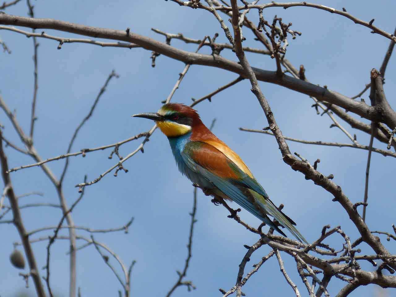 Abejaruco. Se inicia la campaña de recuento de aves de SEO/BirdLife / Foto: Pixabay