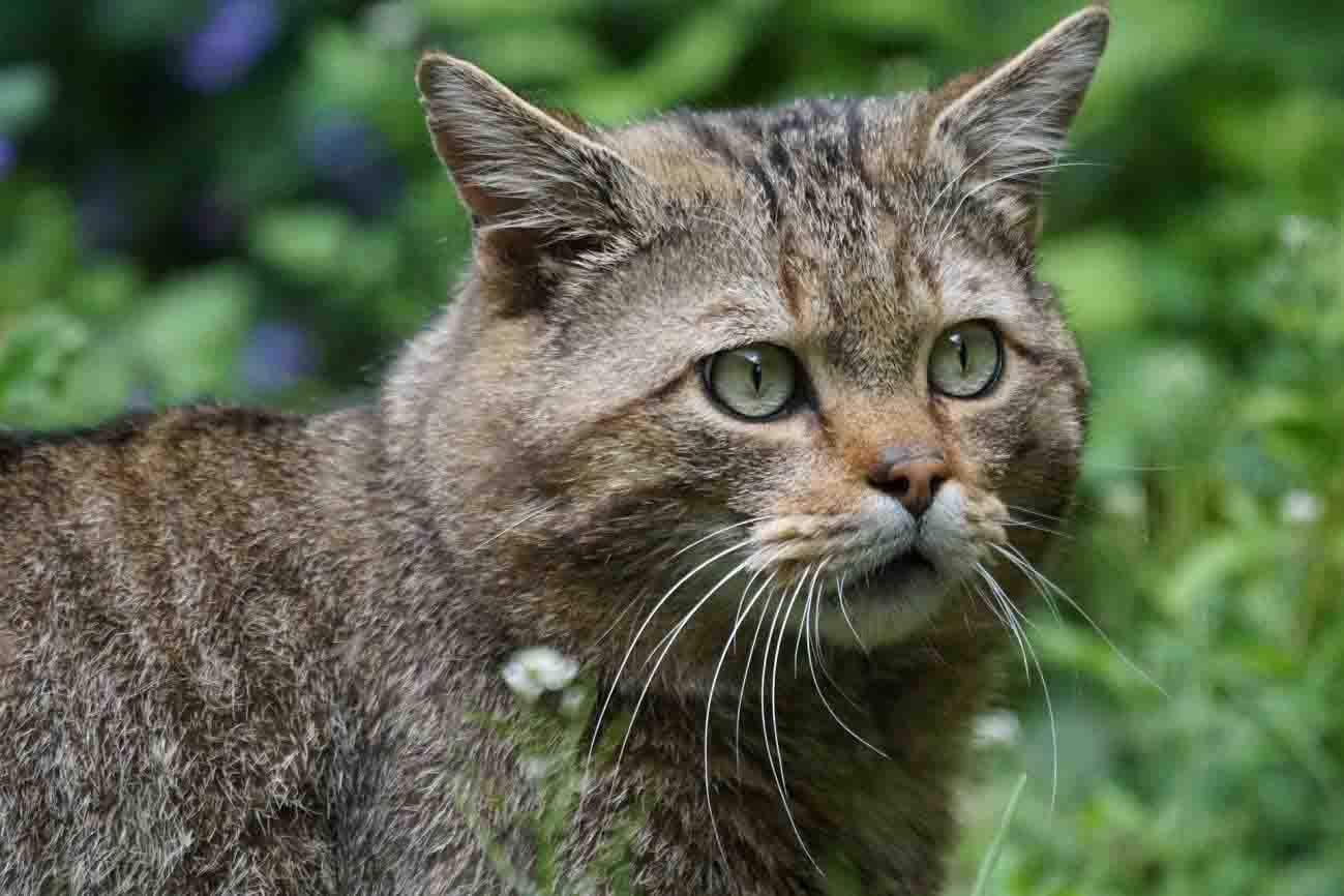 El gato montés ibérico pierde diversidad y sufre fragmentación / Foto: Pixabay