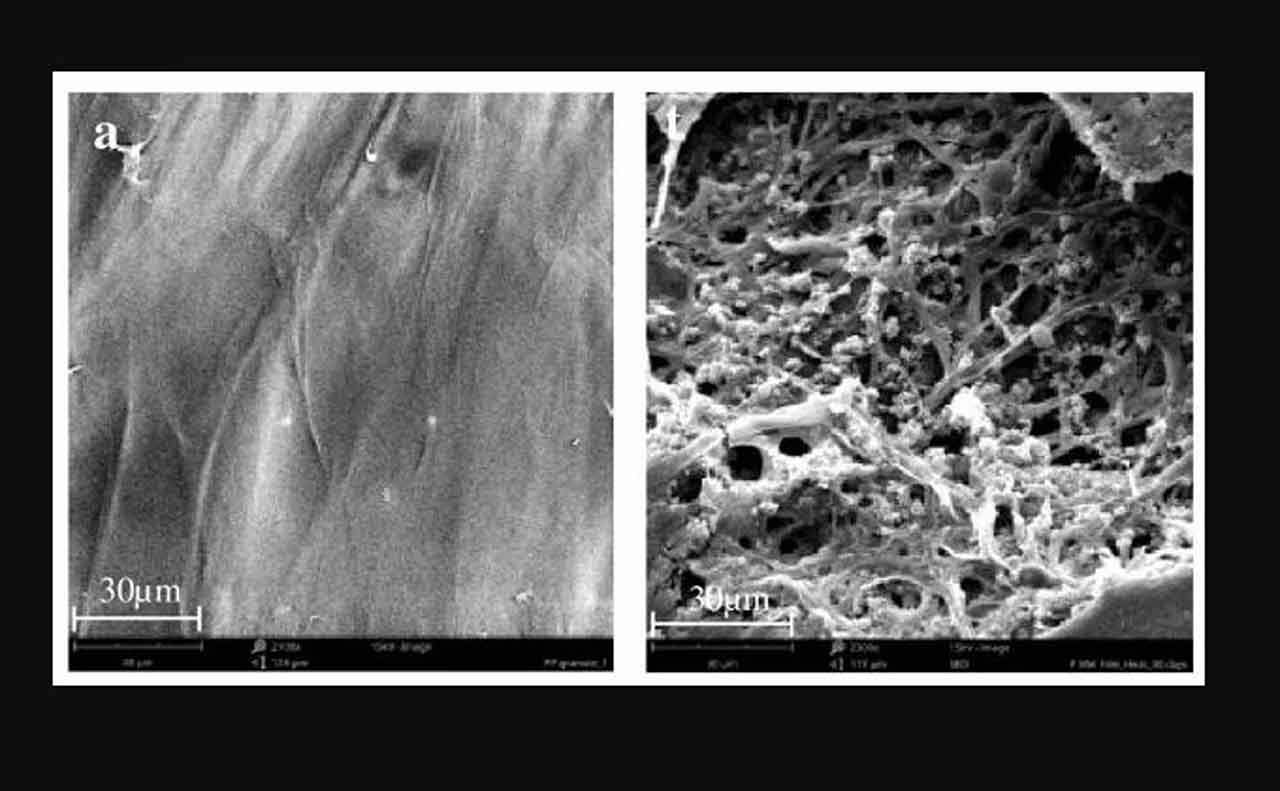 Polipropileno antes (izquierda) y después, expuesto a la acción de los hongos (derecha) / Foto: University of Sydney