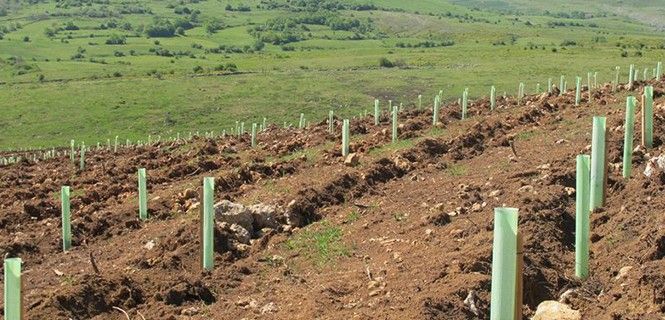 Los plantones empiezan a reverdecer el monte Manuz / Foto: Bosques Sostenibles