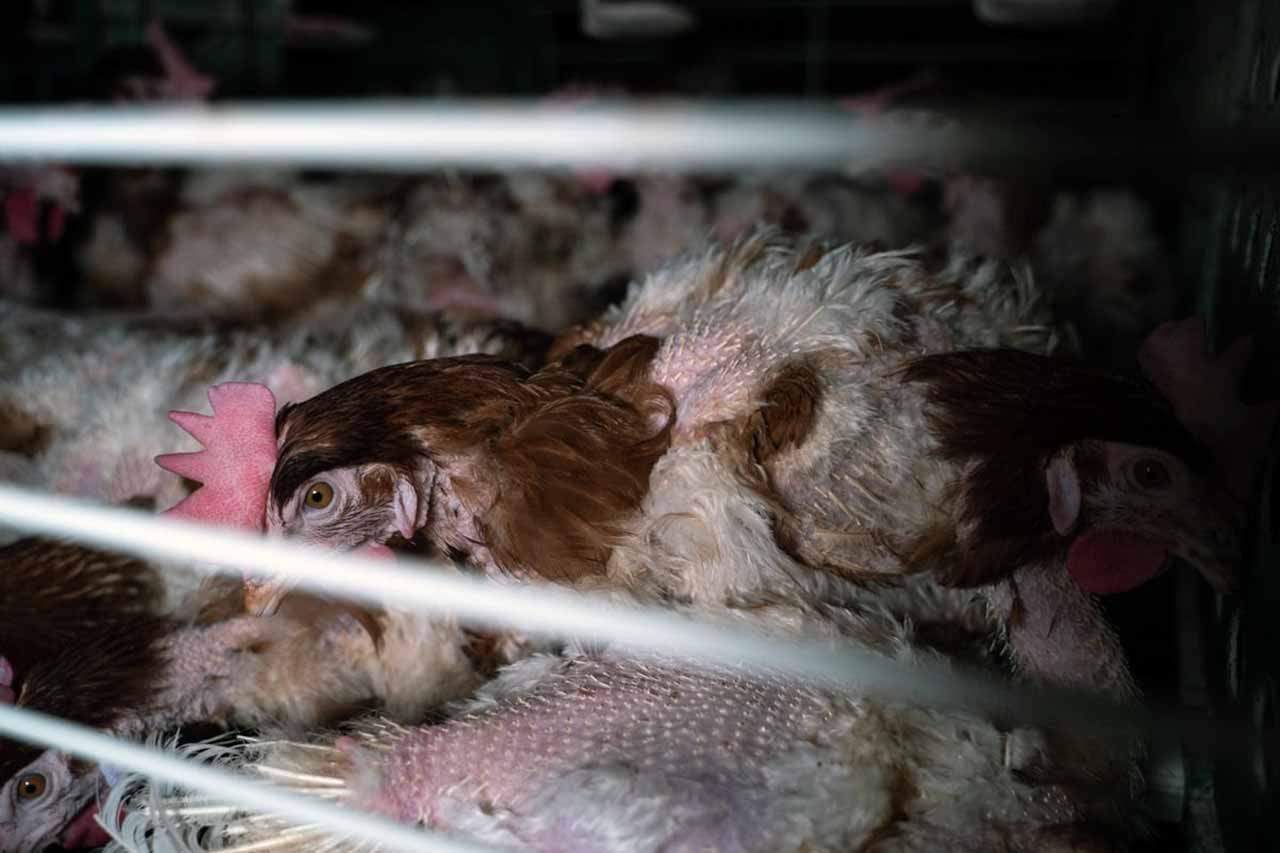 Imagen de varios ejemplares de gallinas en jaulas / Foto: Equalia