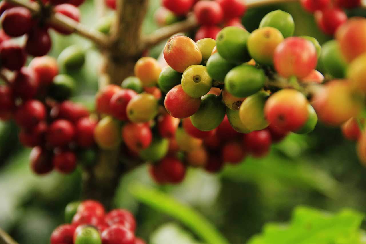 Limitadas en la UE las importaciones de productos causantes de deforestación y vulneración de derechos sociales. Granos de café maduros / Foto: Pixabay