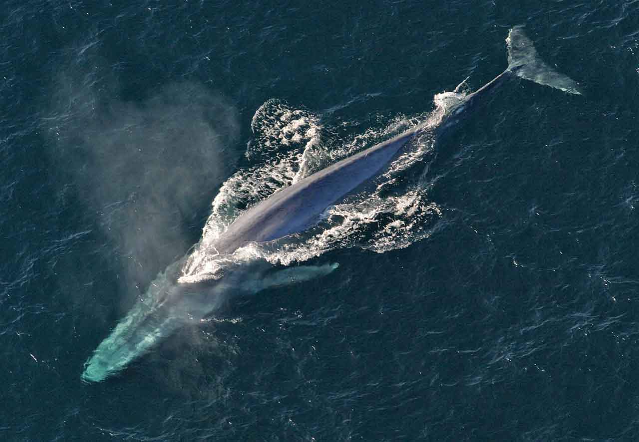 Ejemplar de ballena azul ('Balaenoptera musculus') / Foto: Wikimedia