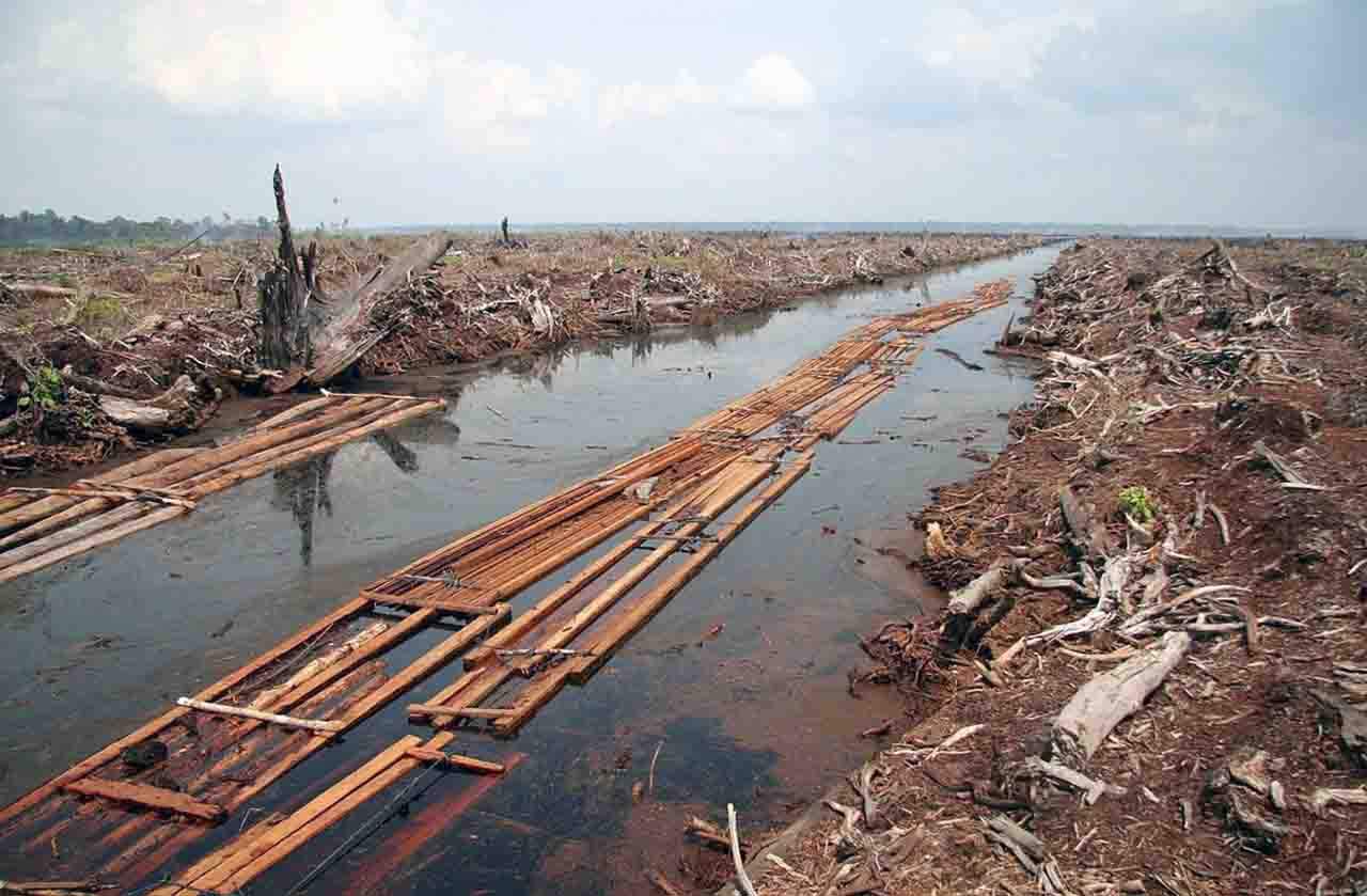 Imagen de la devastación y perdida de la biodiversidad / Foto: EP