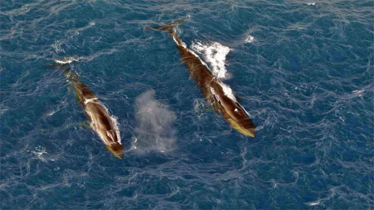 Ballenas de aleta alimentándose en el Mar de Weddell cerca de la Isla Elefante al norte de la Península Antártica Occidental. Biodiversidad y cambio climático / Foto: EP