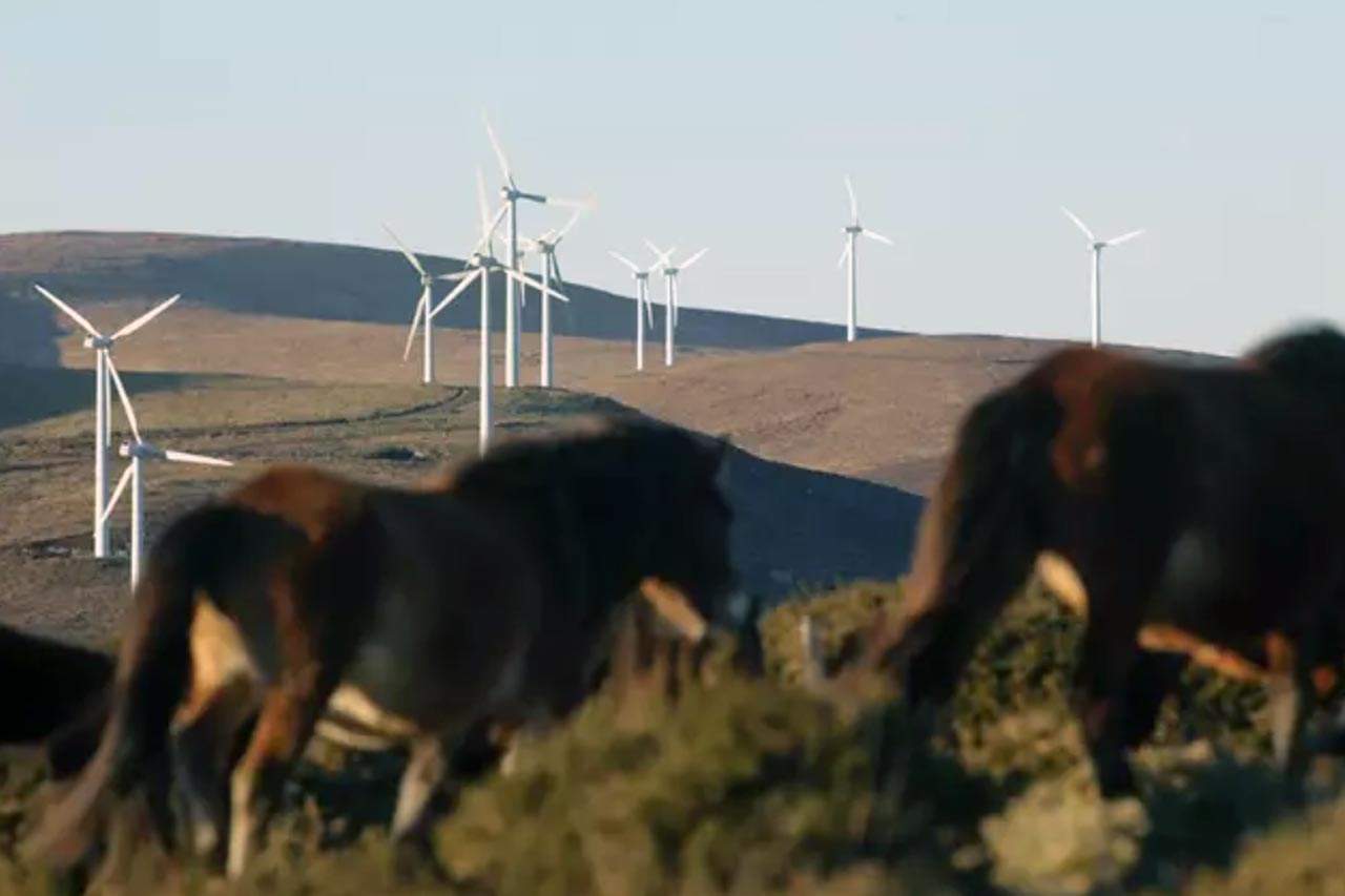 Un grupo de caballos camina frente a los aerogeneradores del Parque eólico de Tronceda, en la Serra do Xistral, en Mondoñedo, en Lugo, Galicia (España)