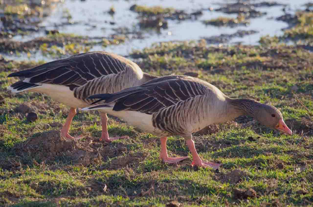 Ánsares comunes en el Parque Nacional de Doñana / Foto: Carlos Molina