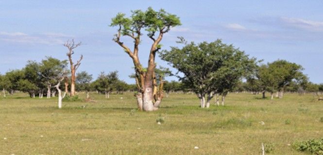 Moringa en la sabana del Parque Nacional de Etosha (Namibia) / Foto: Karel Gallas