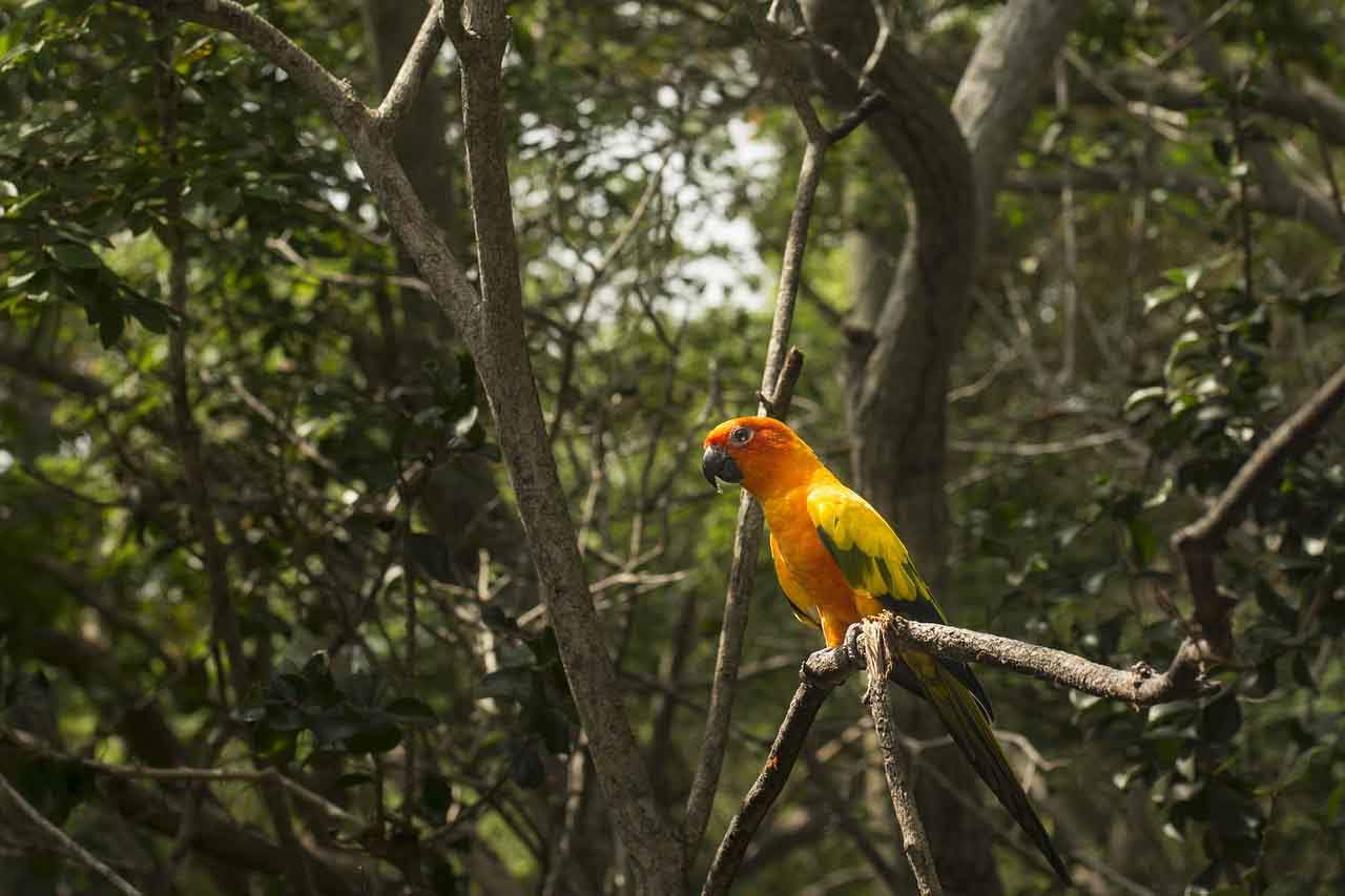 La primera evaluación de toda la selva amazónica ante el cambio climático / Foto: Pixabay