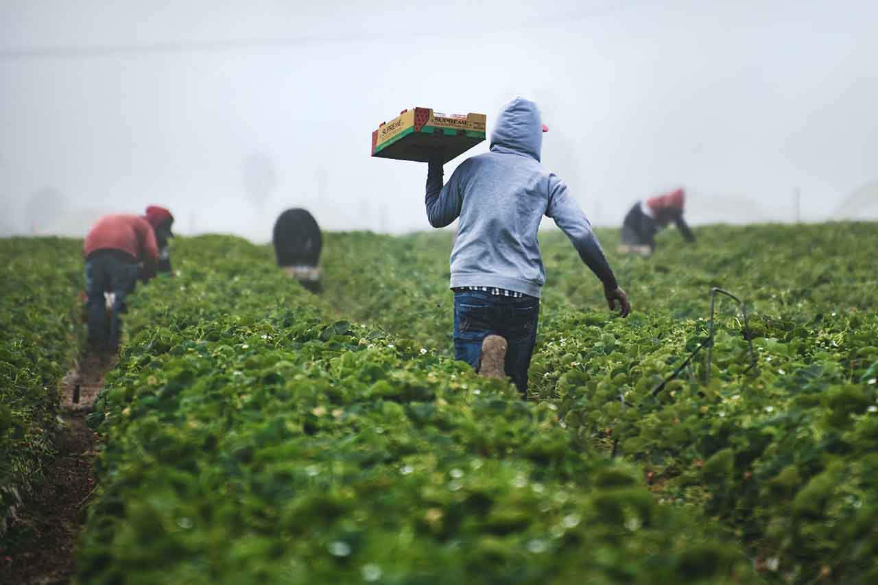 La proposición de Ley sobre Doñana "legalizaría" de 1.900 h de cultivos / Foto: Unsplash