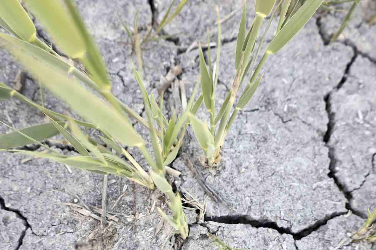 La escasez de agua y la sequía, principales preocupaciones para el mundo rural / Foto: EP