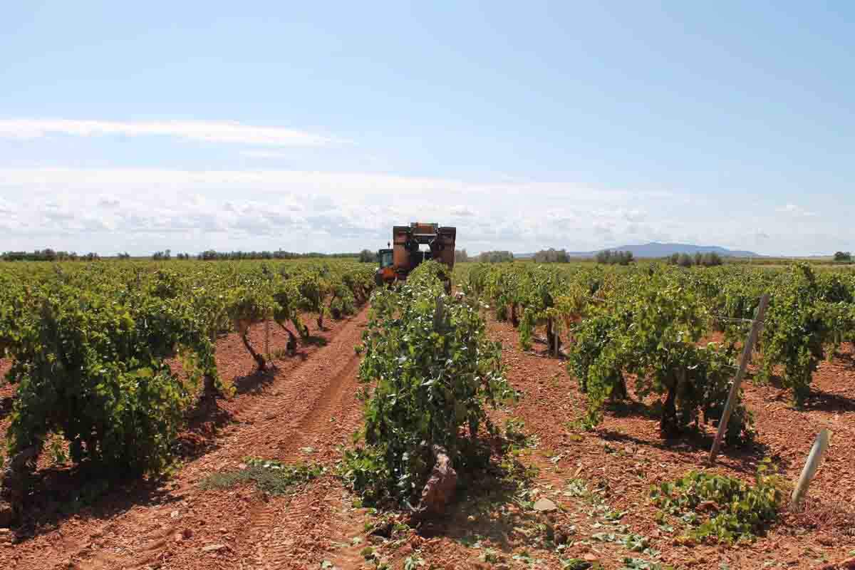 Viñedo en espaldera de regadío / Foto: EP