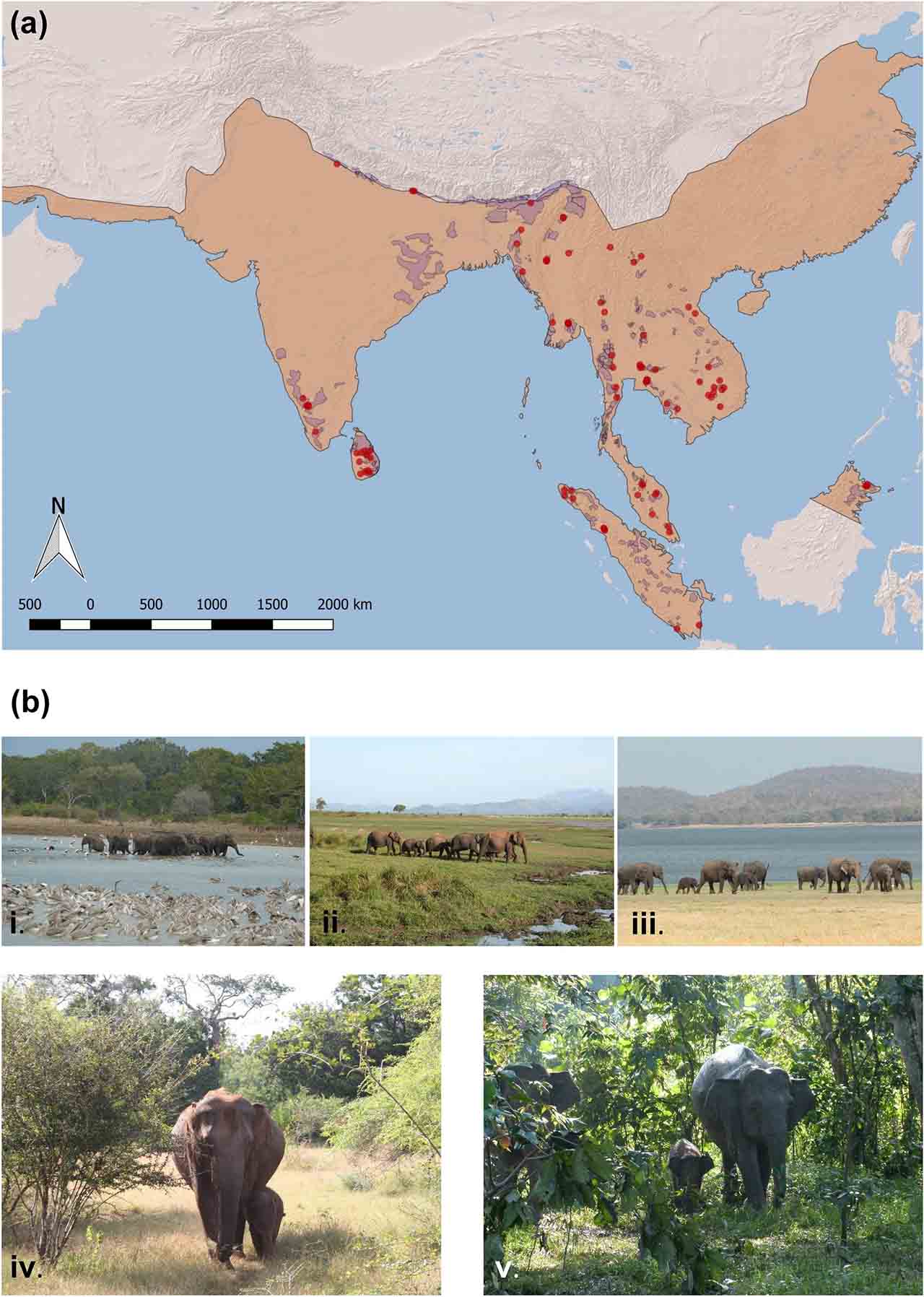 El cambio de uso de la tierra está asociado con la pérdida de ecosistemas de elefantes en Asia durante varios siglos