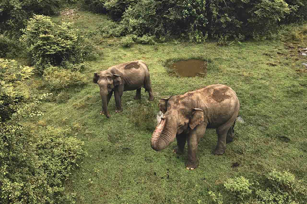 Los elefantes asiáticos viven en diversos hábitats, como praderas y selvas tropicales / Foto: Unsplash