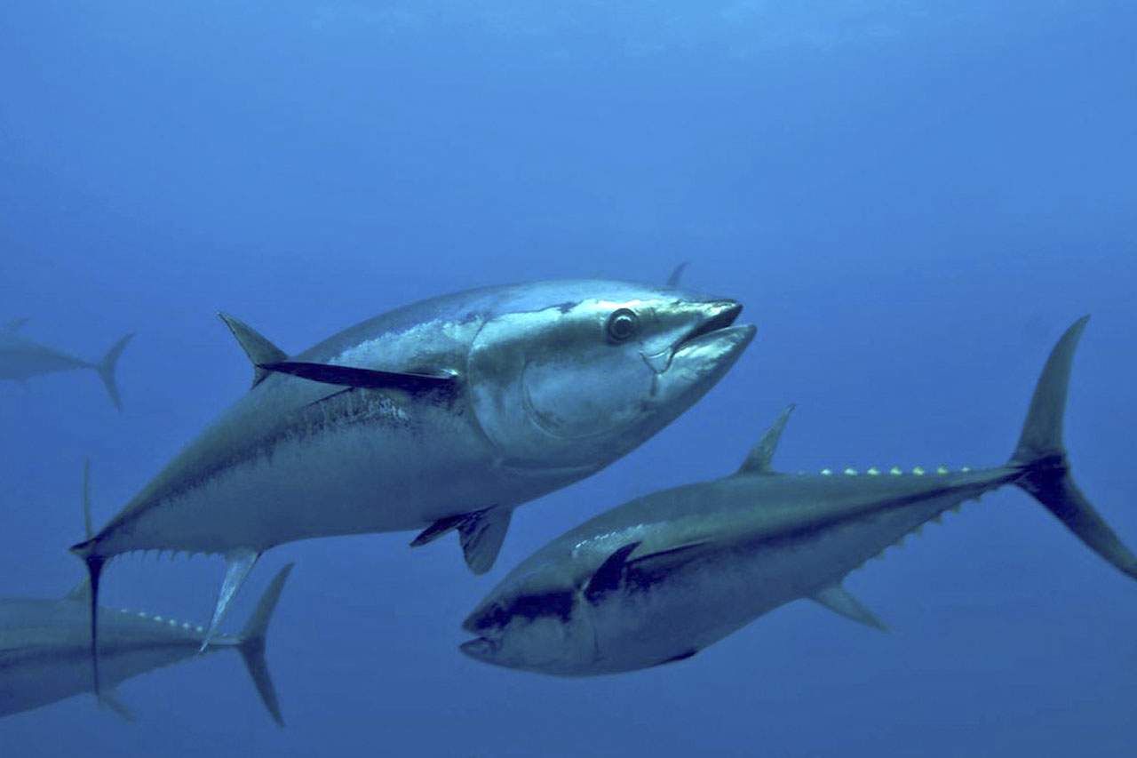 Ejemplares de atún ('thunnus') / Foto: EP