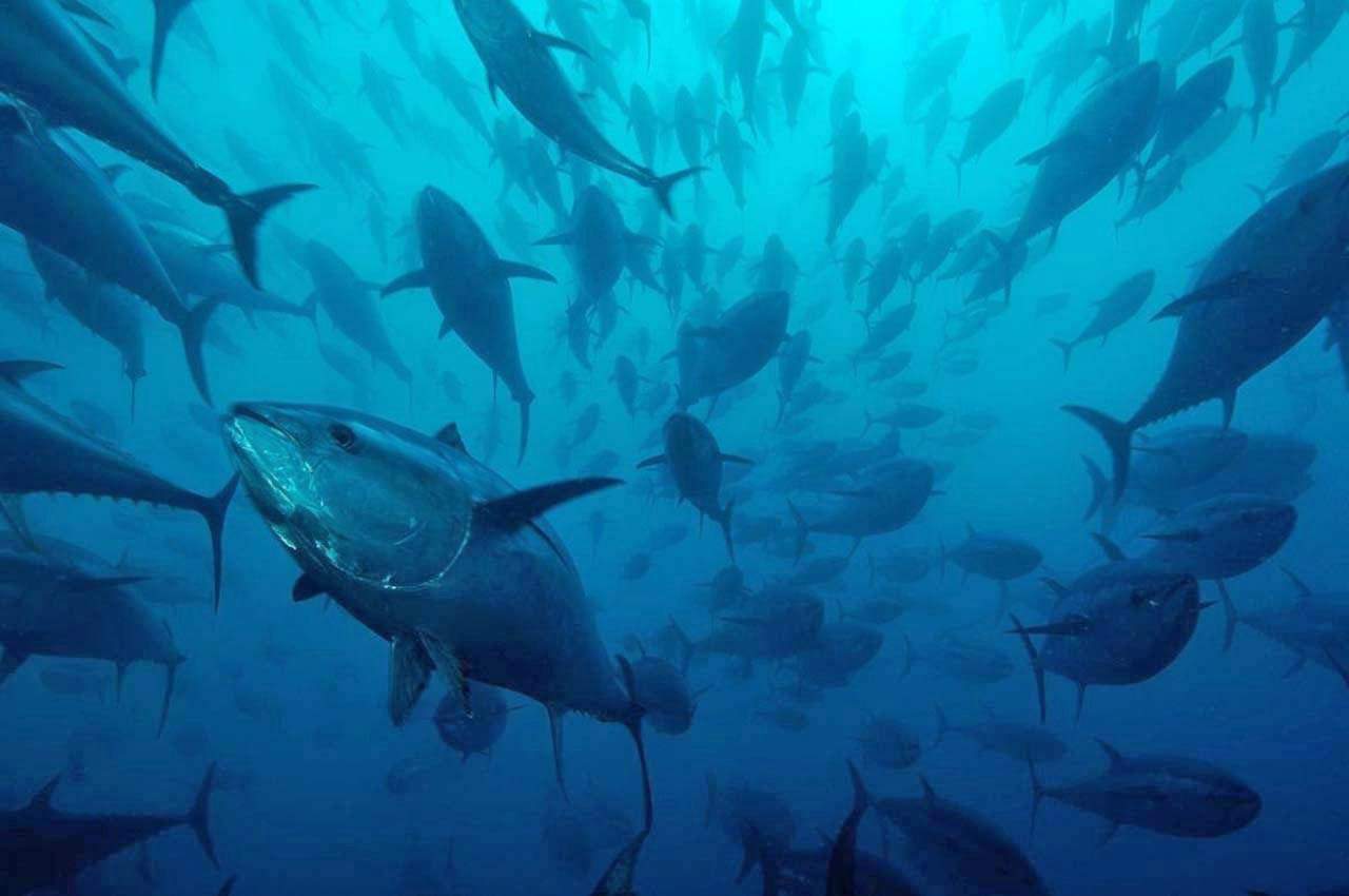Múltiples ejemplares de atún. Día Mundial del Atún / Foto: EP