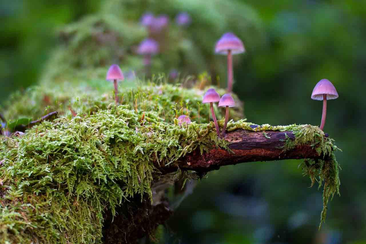 Imagen del Día Internacional de los Bosques