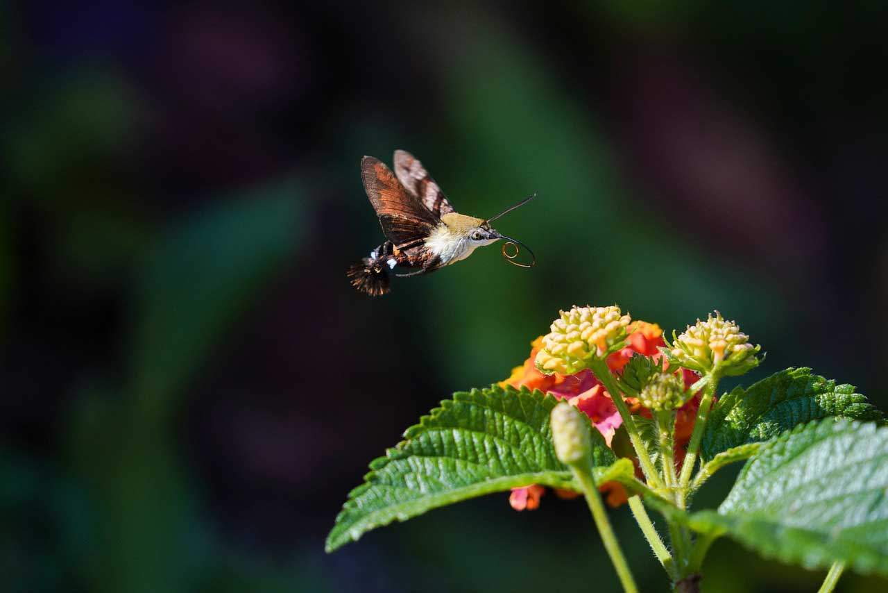 La extinción de los insectos / Foto: Pixabay