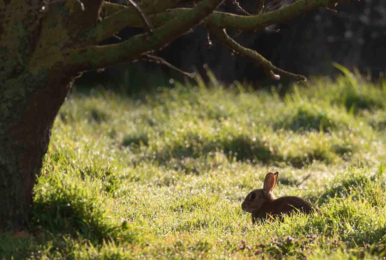 El conejo de monte es la base de la alimentación de los linces / Foto: Pixabay