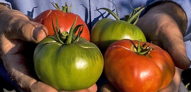 Los tomates sin la mutación presentan pieles más irregulares / Foto: Josep Cano