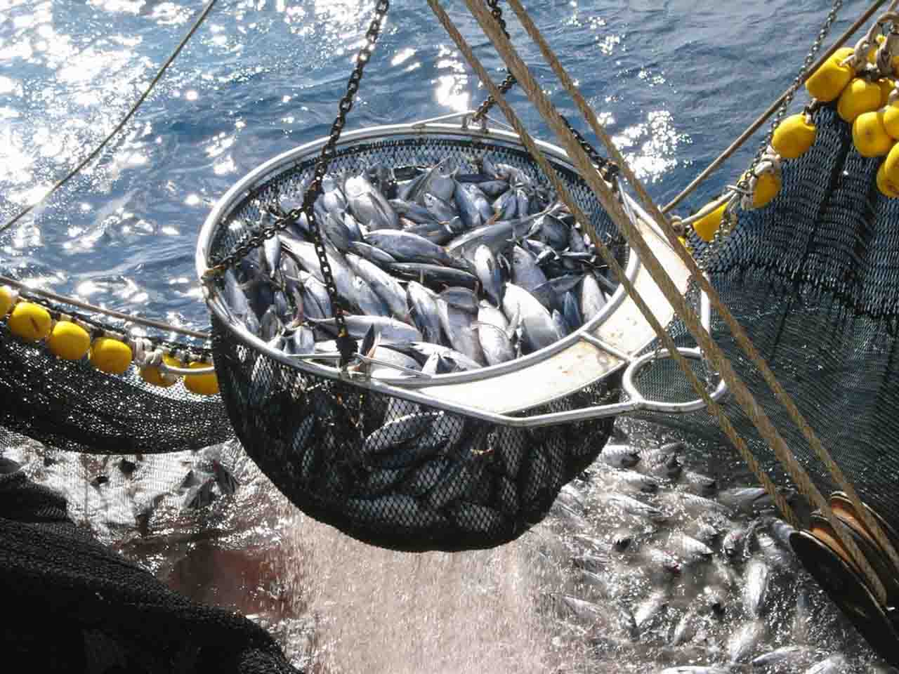 Ejemplares de atún rojo en una cesta pesquera / Foto: EP