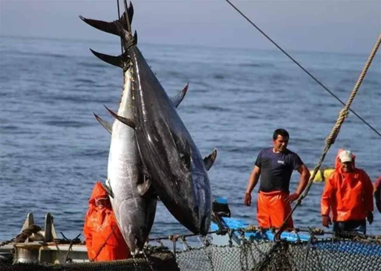 Ejemplares de atún rojo cuelgan de una embarcación pesquera / Foto: EP