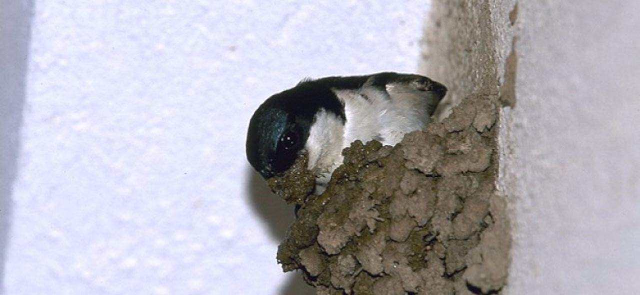 Un nido completo de avión común puede requerir más de 2.500 bocaditos de barro. Calor extremo y falta de lluvias dificulta proveerse de barro / Foto: SEO/BirdLife