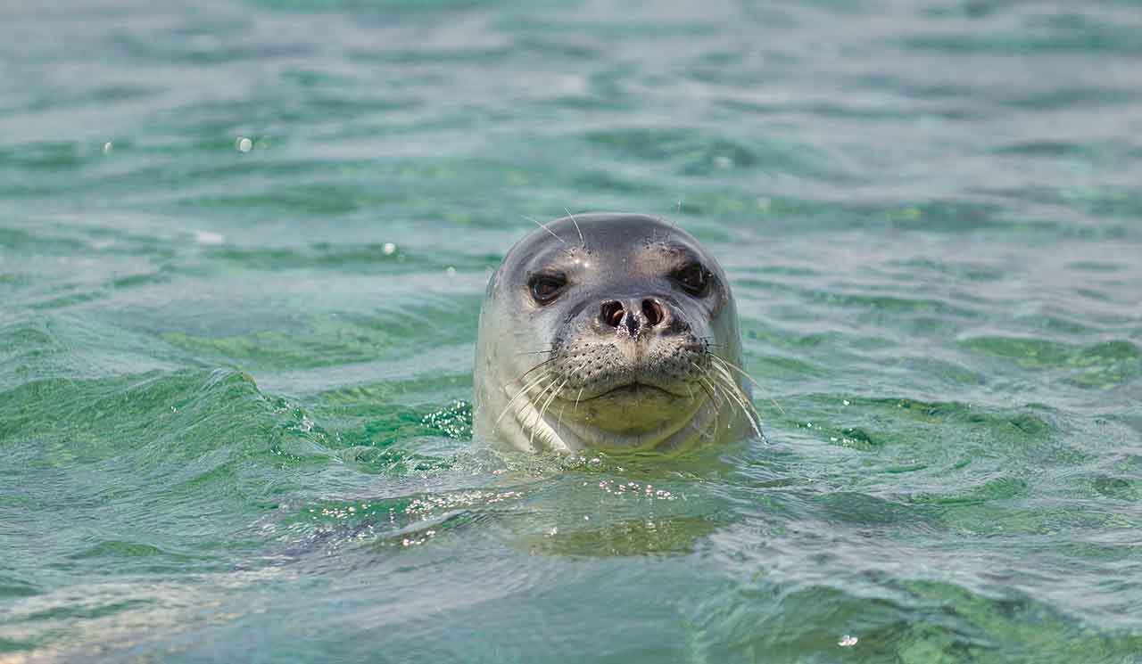 La foca monje del Mediterráneo está catalogada como "en peligro de extinción" por la IUCN, con menos de mil individuos en todo el mundo / Foto: Wikipedia