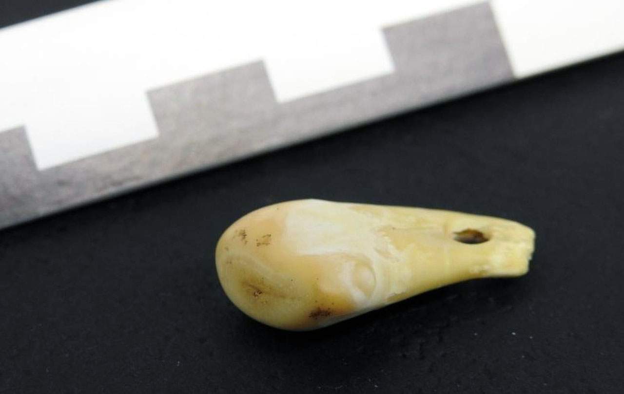 El diente de alce contenía ADN de una mujer que vivió hace entre 19.000 y 25.000 años / Foto: Max Planck Institute for Evolutionary Anthropology