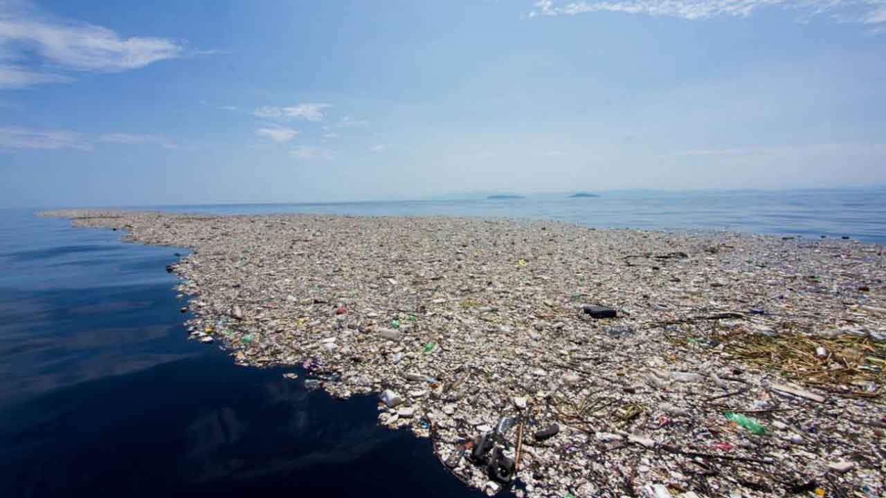 En el 'Parche de Basura' del Pacífico Norte conviven abundantes criaturas marinas flotantes / Foto: EP