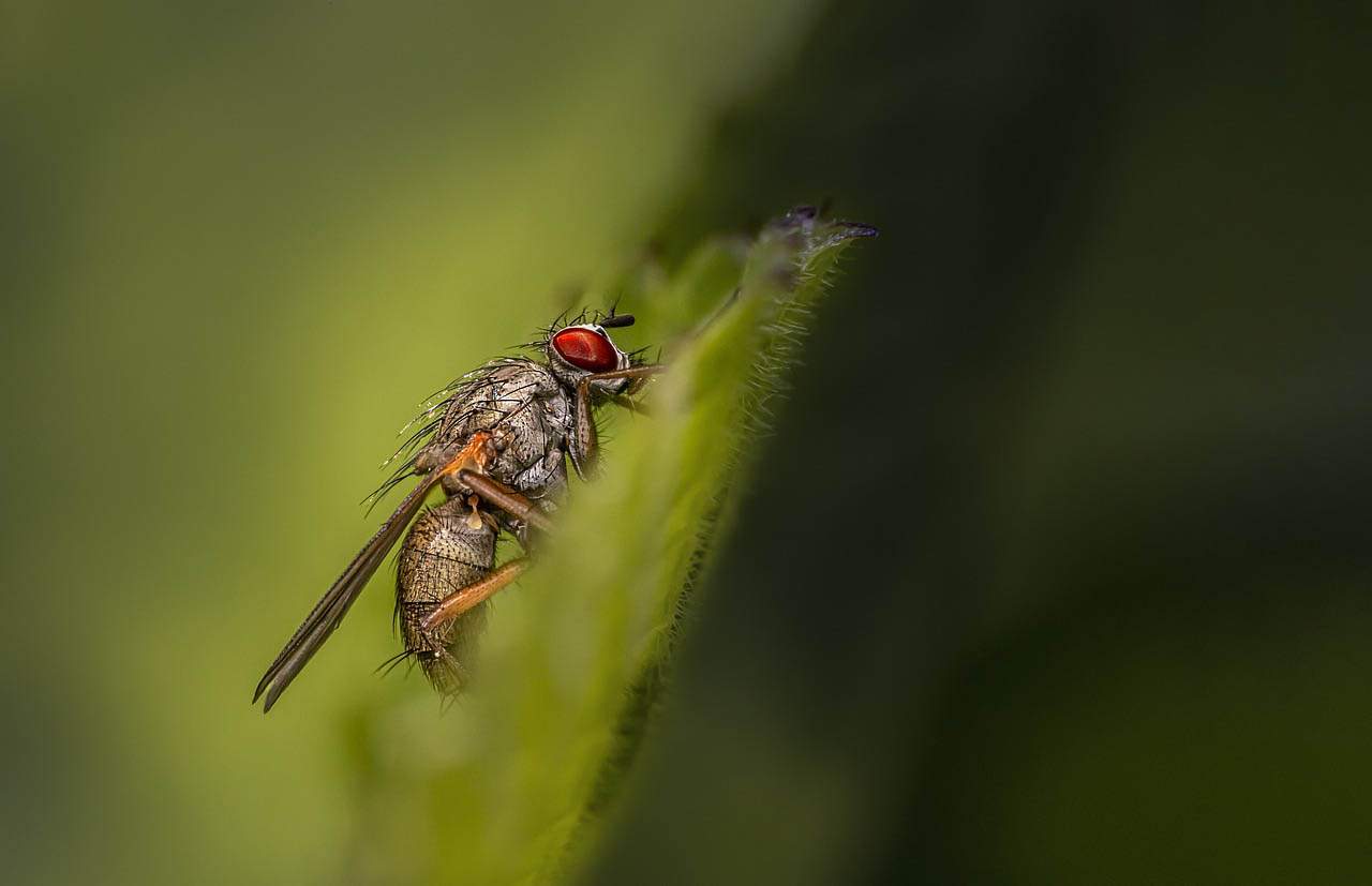 La mosca de la fruta tiene un cerebro tan complejo como del el mosquito / Foto: Pixabay