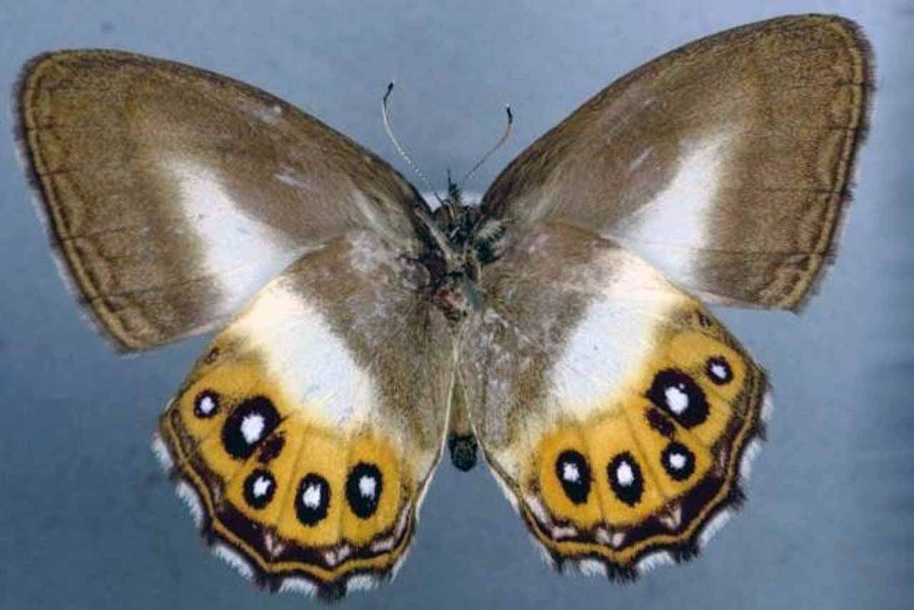 Todas las mariposas Euptychiina comparten una apariencia relativamente similar, como alas marrones, lo que las ha hecho difíciles de distinguir para los científicos