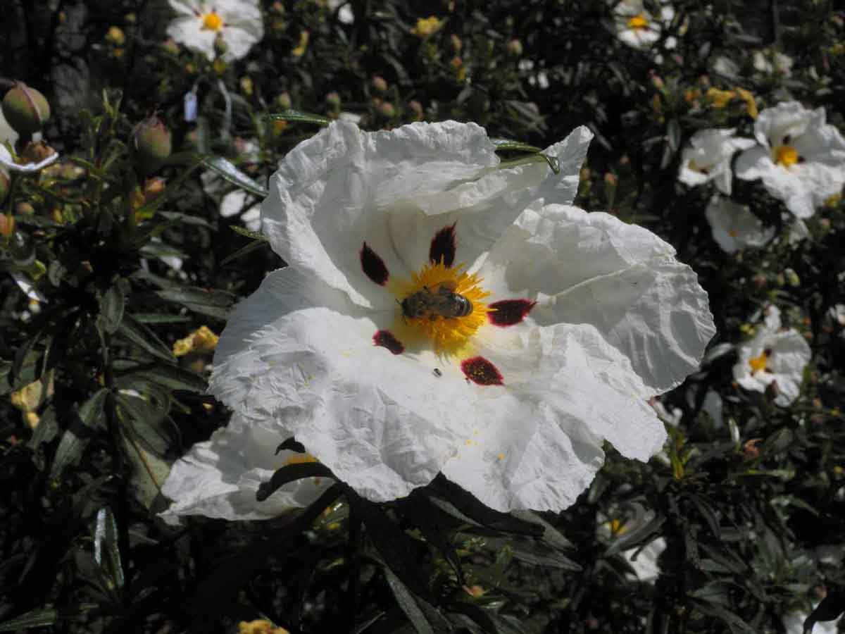 Las plantas mediterráneas se adaptan al cambio climático / Foto: SINC