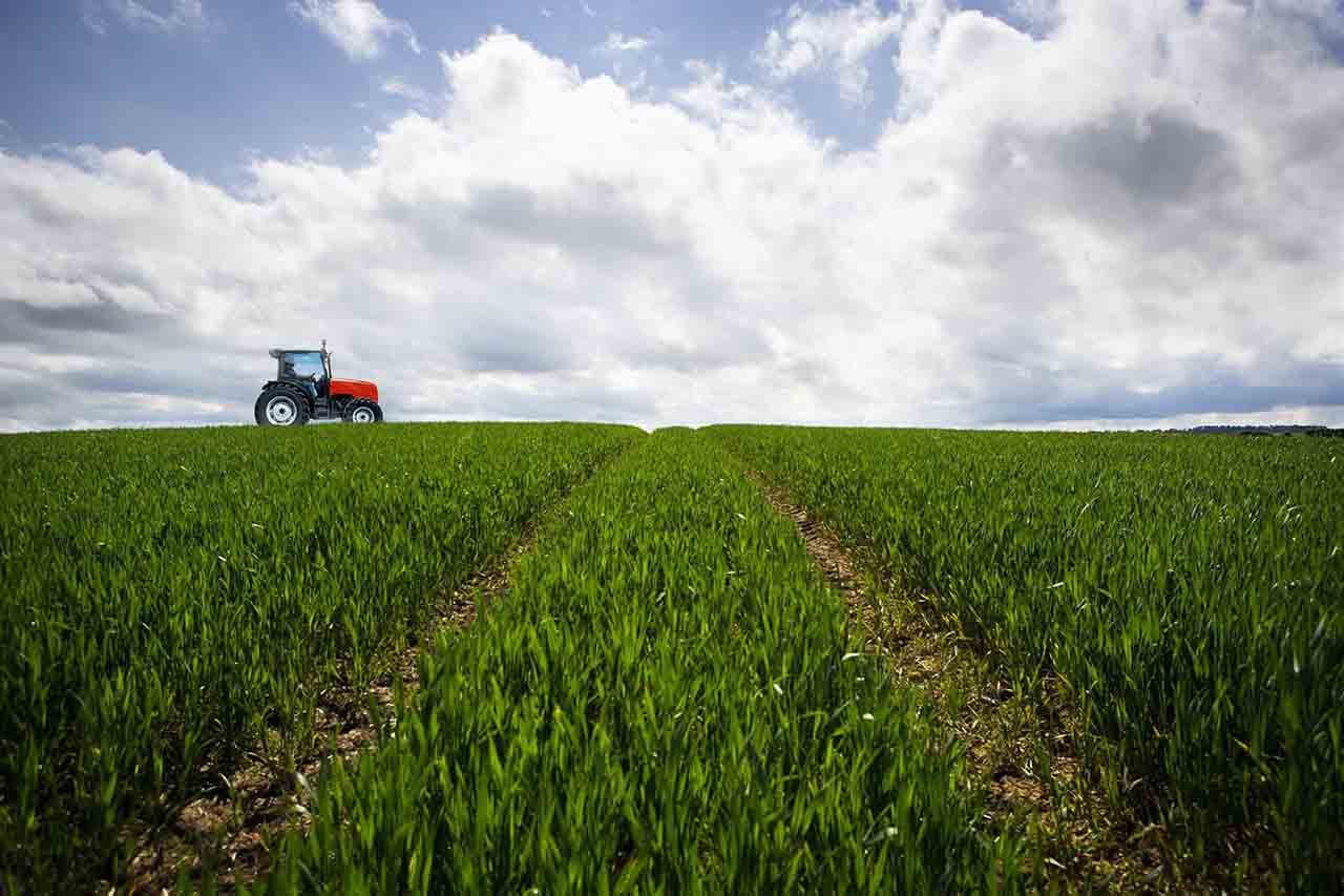 Cultivos energéticos. Los cultivos de cubierta permiten la protección del suelo. Biocombustibles / Foto: EP