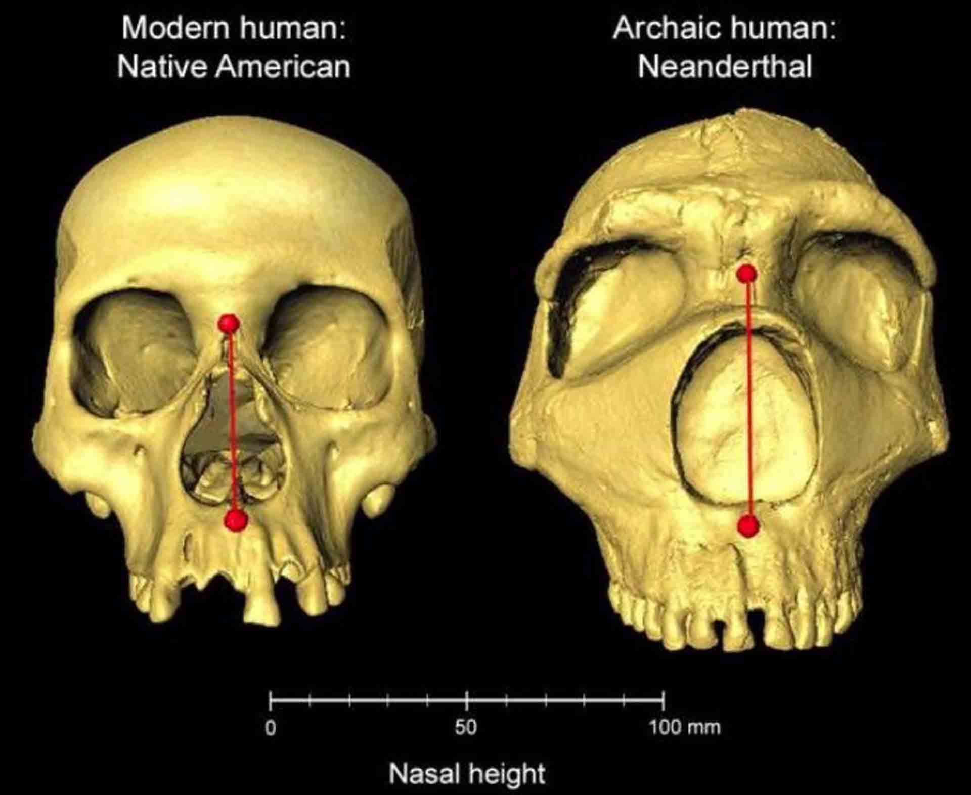 Cráneos humanos modernos y neandertales arcaicos uno al lado del otro, que muestran la diferencia en la altura nasal / Imagen: Dr. Kaustubh Adhikari