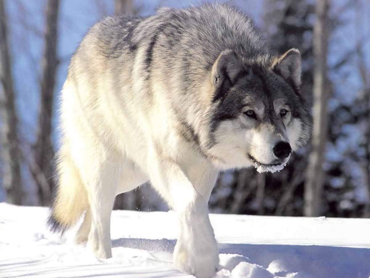 Ecologistas proponen el regreso del lobo a Catalunya / Foto: Wikipedia