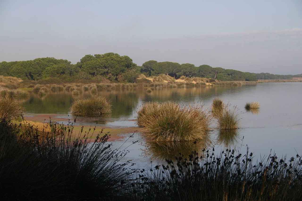 Salvar Doñana del punto de no retorno / Foto: EP